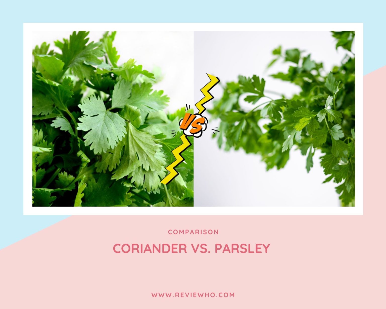 Coriander Vs. Parsley Which Is Right For You? Reviewho